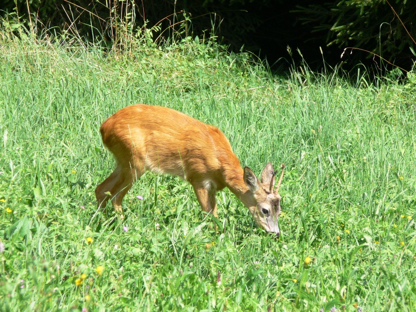 Capriolo